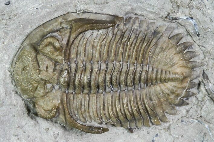 Greenops Trilobite - Hungry Hollow, Ontario #107542